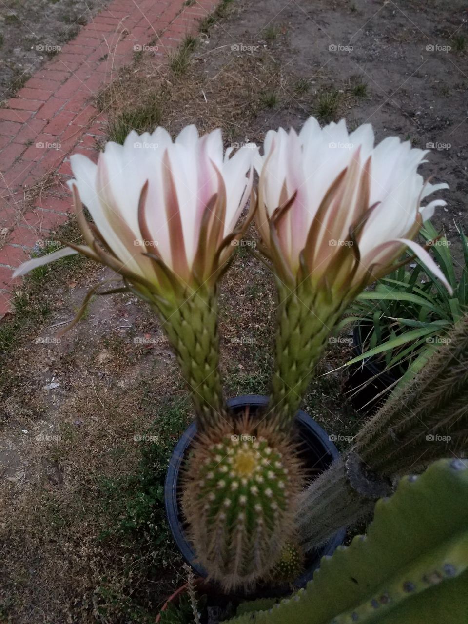 dual bloom