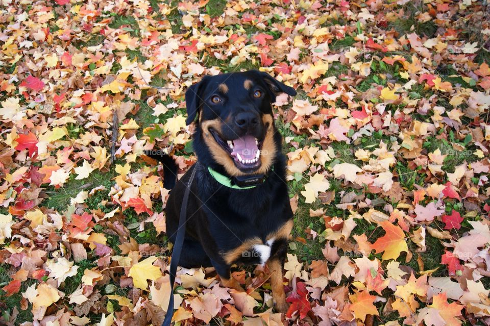 Jakes favorite thing to do is go on walks in the fall!