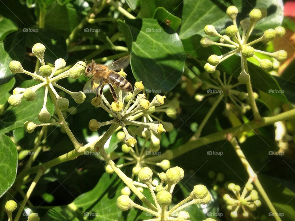 nature animal autumn insect by twilite