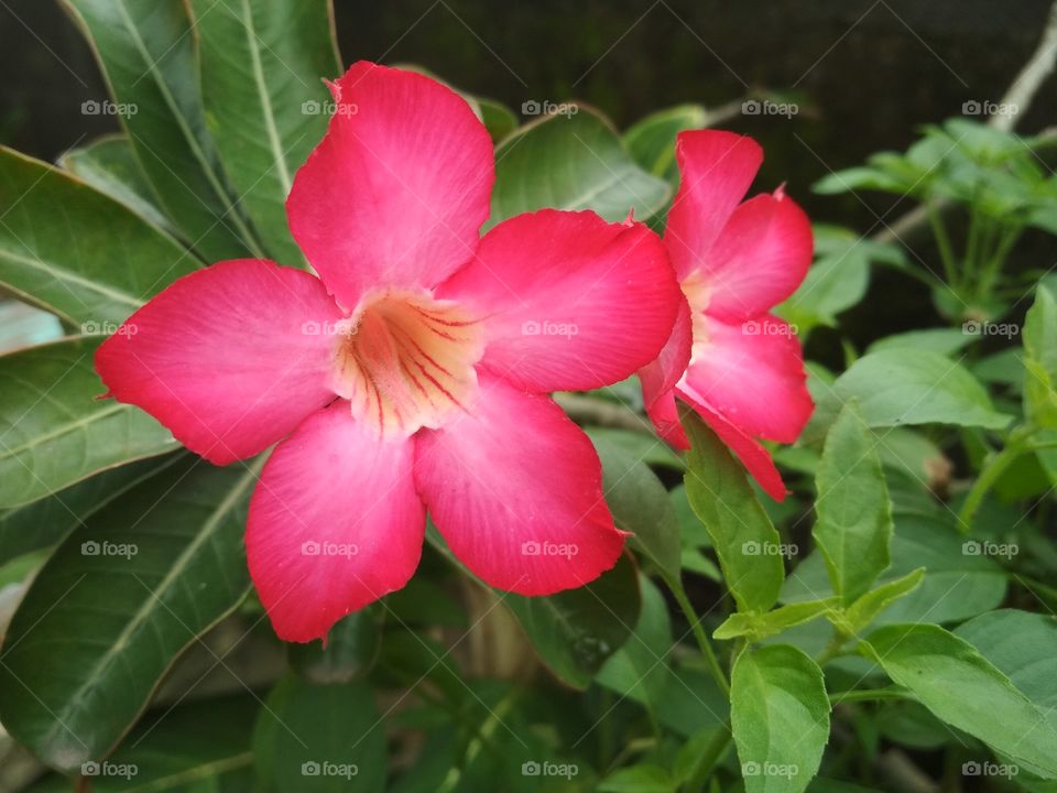 flower