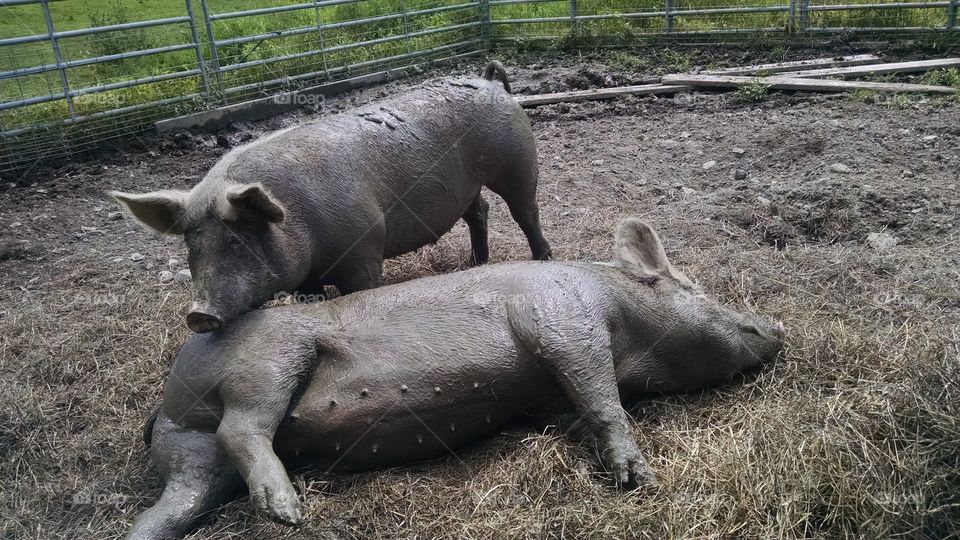 Mud Bath. pic taken on July 20,2015 up at the farm in Wantage NJ.