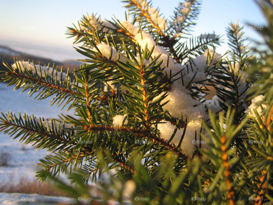 Snowy pine branch