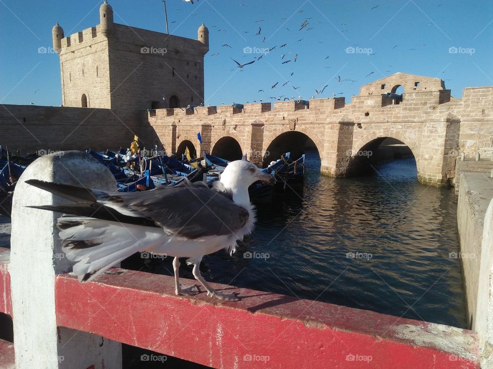 Beautiful harbou and a seagull looking at  the monument.