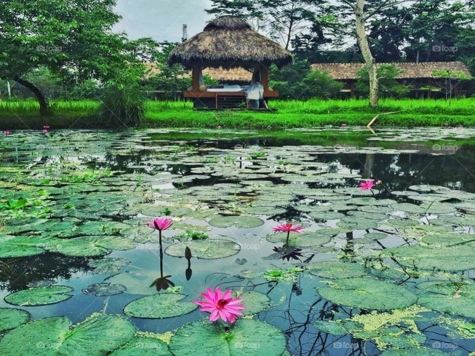 Nature photography is a wide range of photography taken outdoors and devoted to displaying natural elements such as landscapes, wildlife, plants, and close-ups of natural scenes and textures.