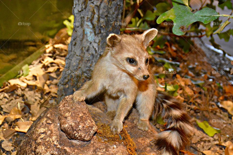 The Colors of Autumn - The ringtail (Bassariscus astutus) is a mammal of the raccoon family native to arid regions of North America. It is widely distributed and well adapted to disturbed areas. It has been legally trapped for its fur. 