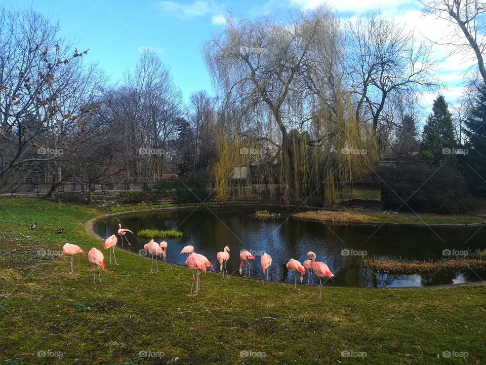 pink flamingos cool off in a pond