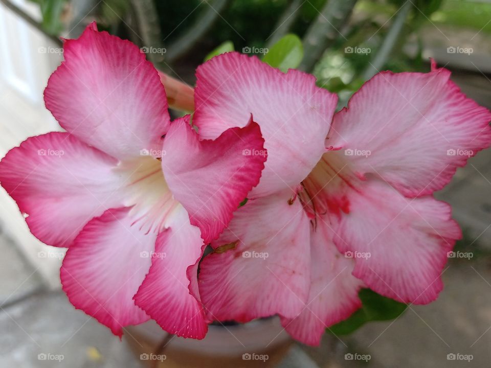 Beautiful Flowers