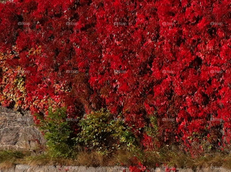 Red Color Story
by Getty Images Mission