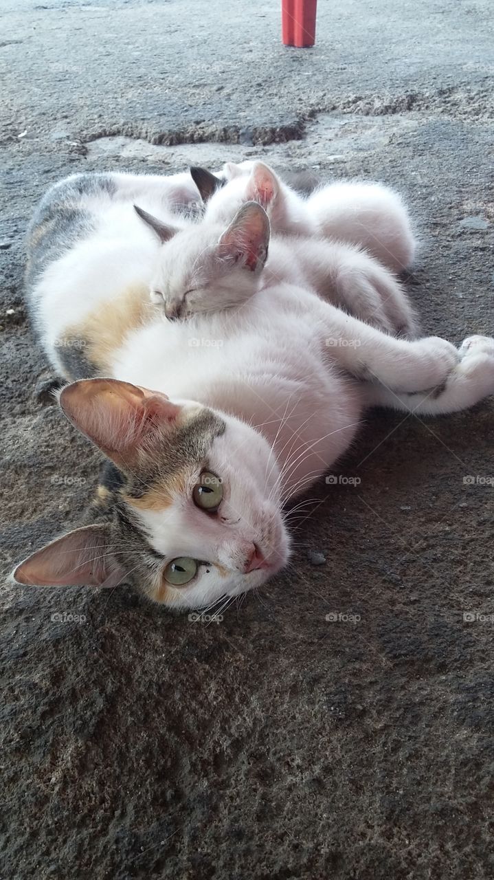 Kittens sleeping on cat