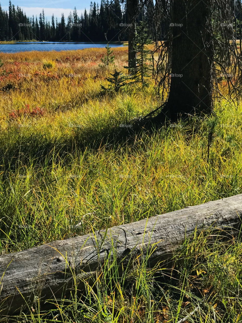 A meadow on the edge of the blue waters of the Deschutes River near its headwaters full of wild grasses in their fall colors on a sunny autumn day. 