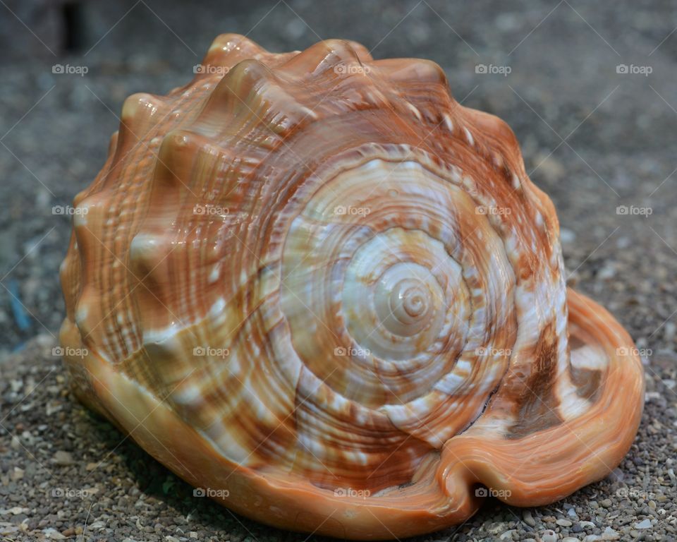 Close-up of Conch shell on sand