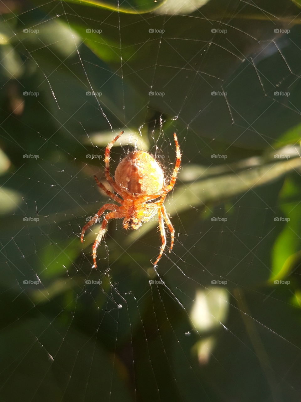 Spider web nature
