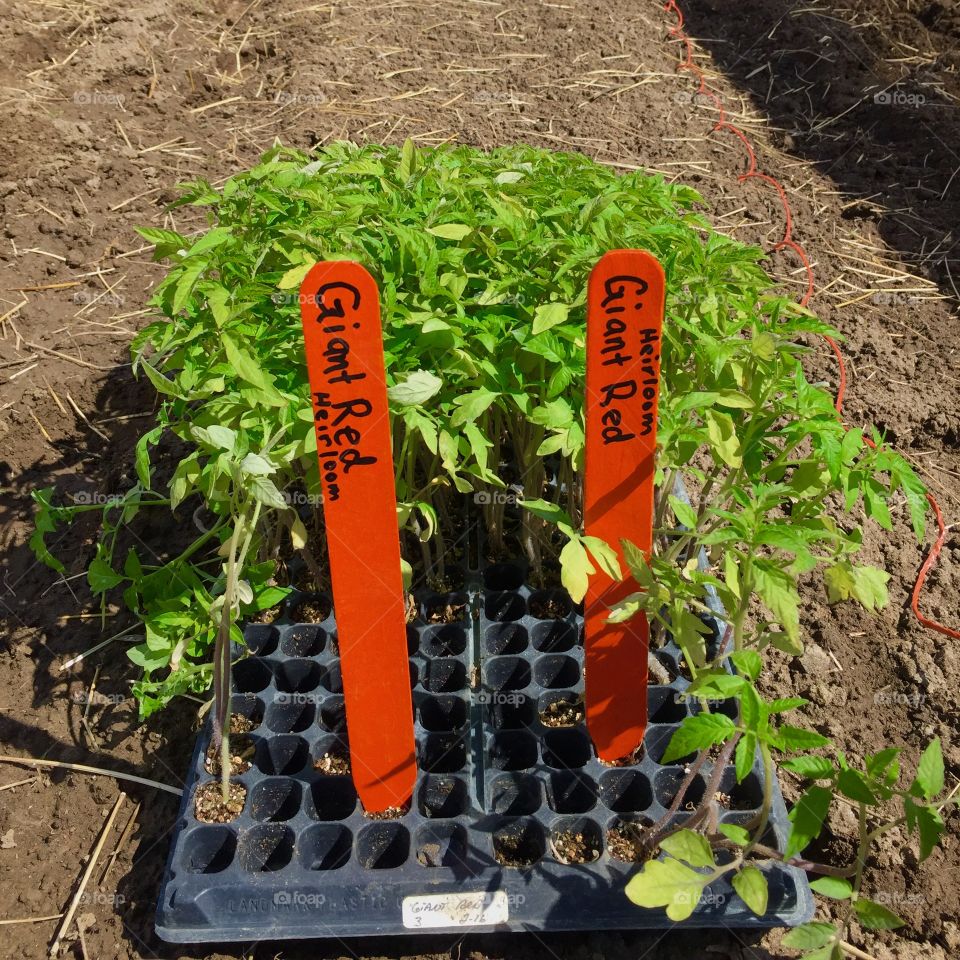 New Tomato Plant Starts