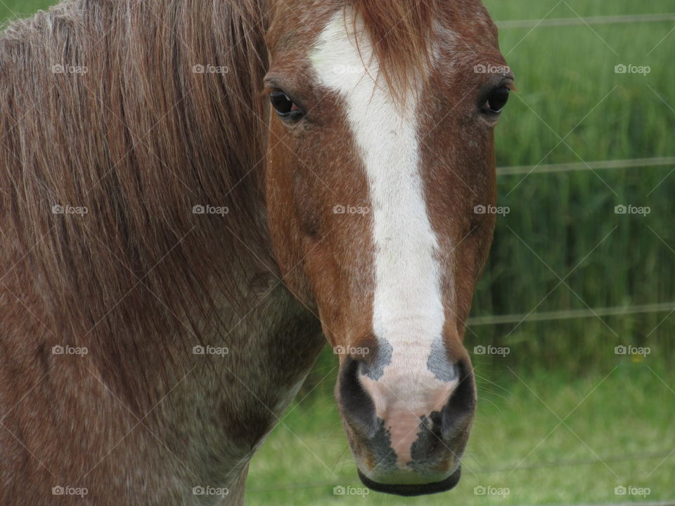 Nay in the hay 