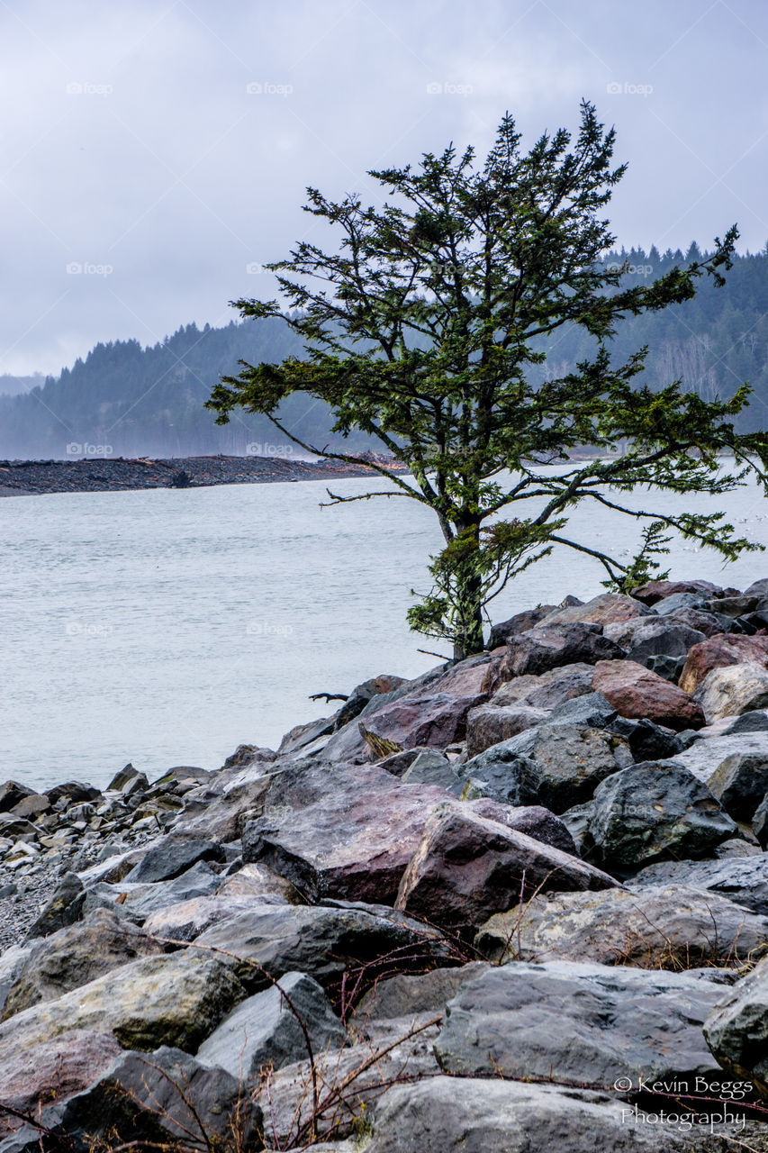 La Push Tree