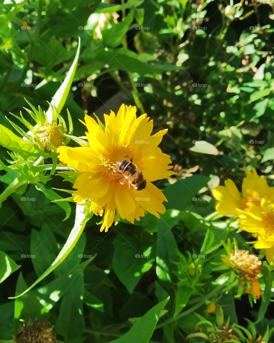 yellow flower and bee