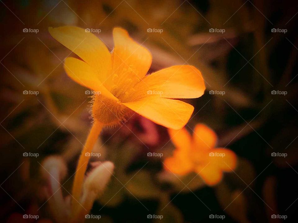 macro shot of tiny wild flower with vignette effect, yellow petal and blur background, pollen grains, natural and beautiful, Nepal