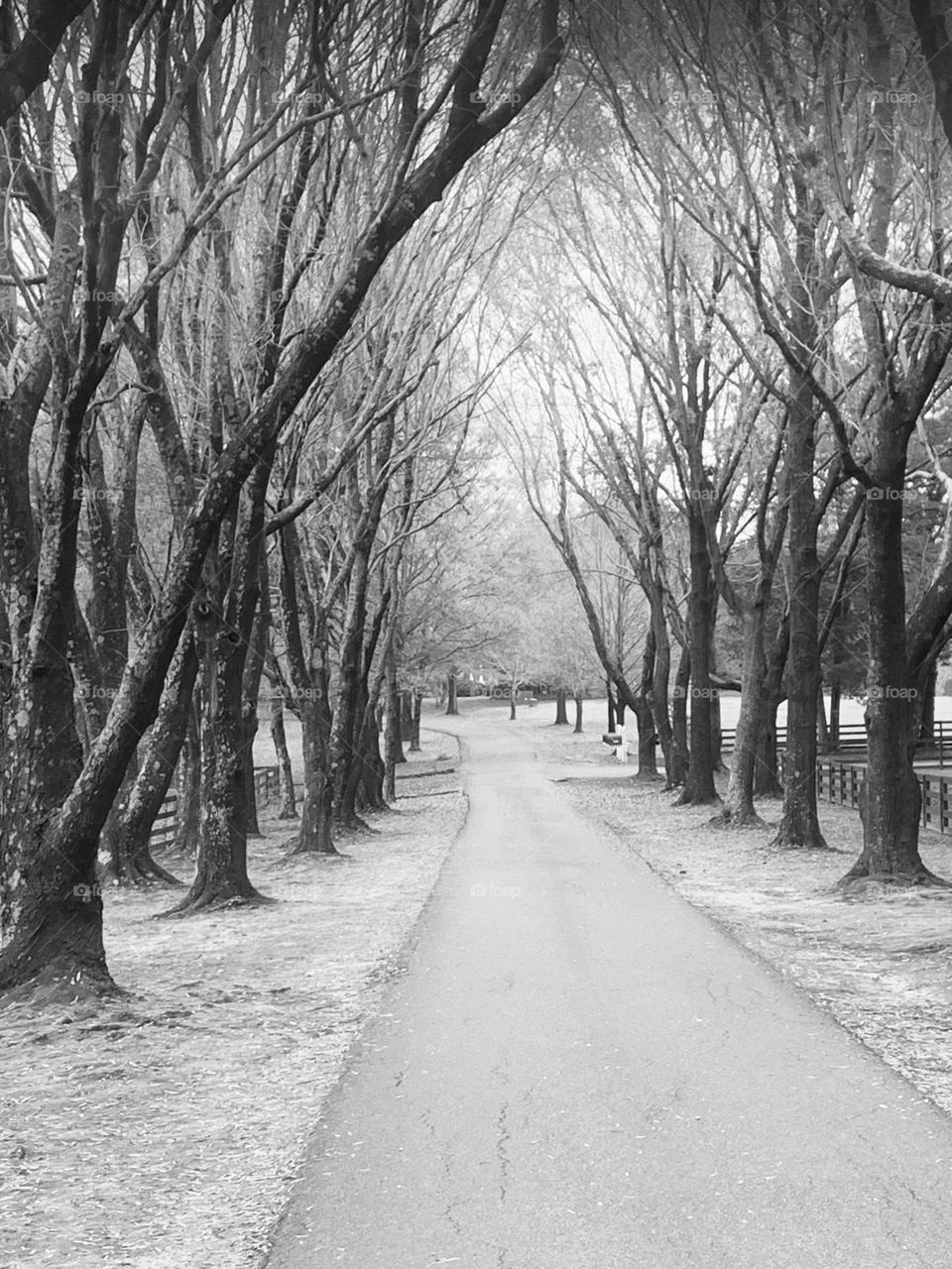 Arched trees B&w 