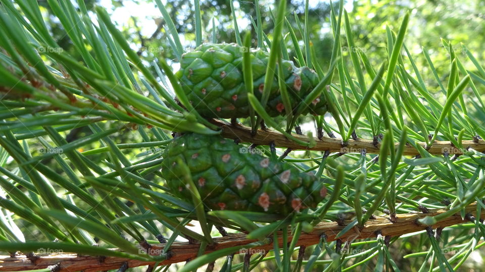 fresh green bumps on the tree