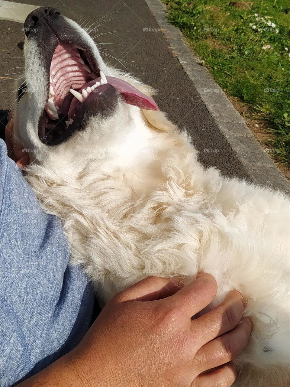 Enjoying a break in the sun while cuddling your dog is a pure moment of happiness and for the dog too !