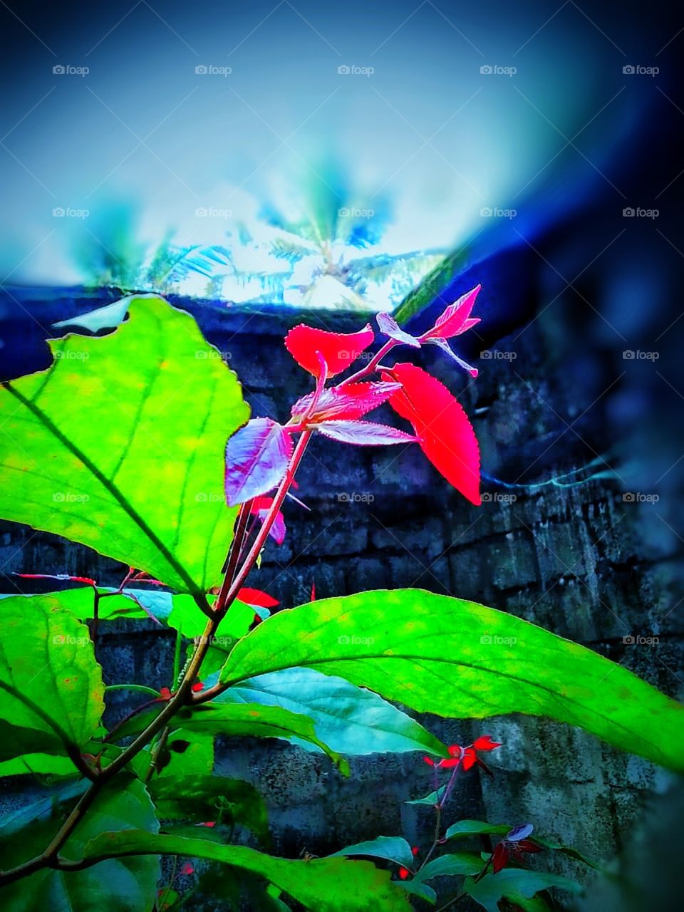 top of green plant in red colour leaf and bottom leafs with green