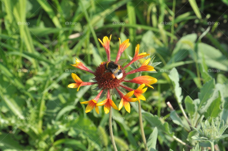 flower closeup