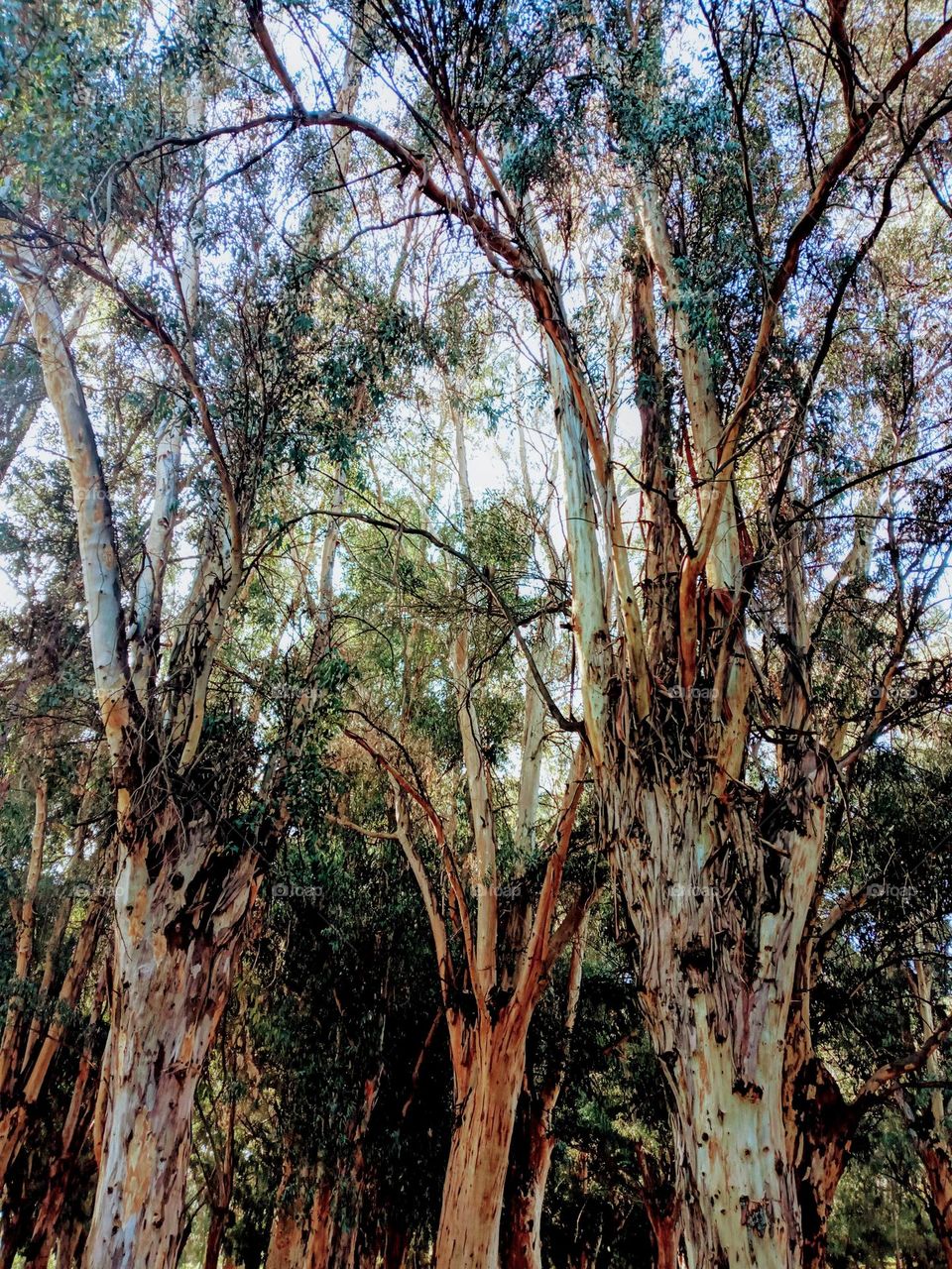Eucalyptus tree