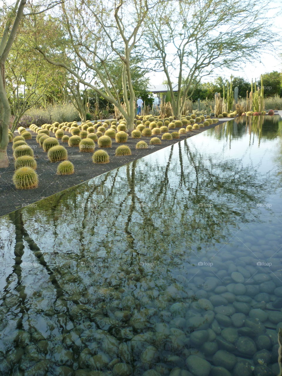 View of cactus plants