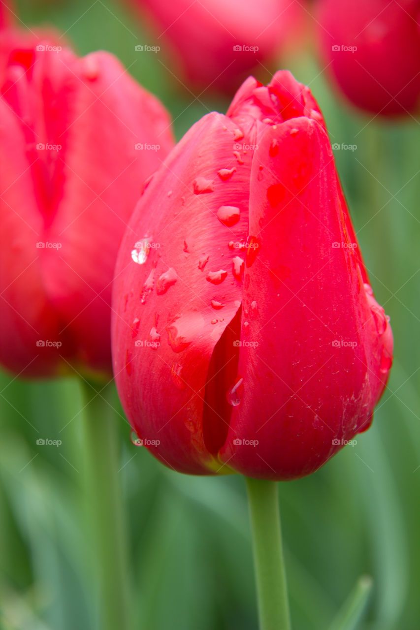 Water droplets on a Dutch tulip 