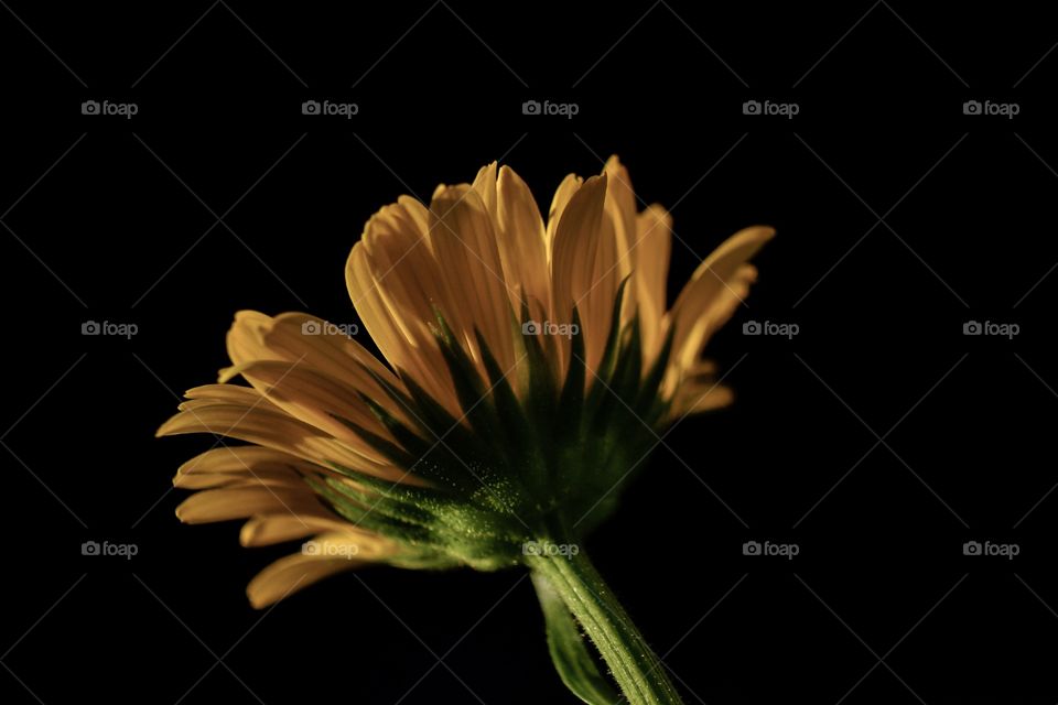 Close-up of single yellow sunflower