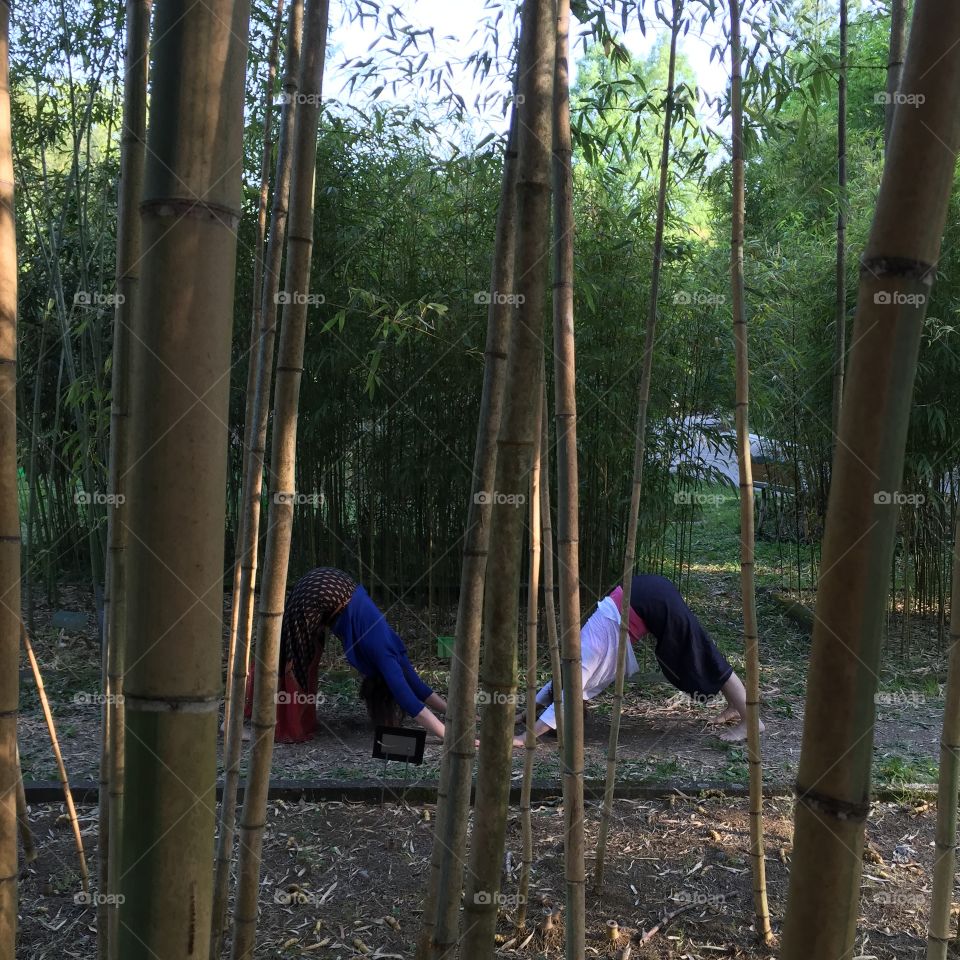 Bamboo Yoga Forest. Two women yoga