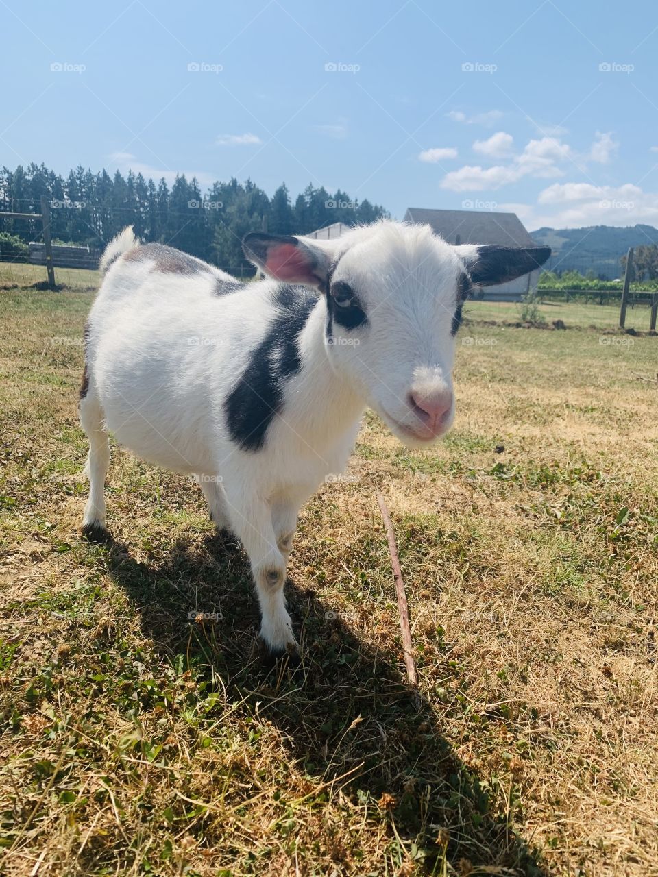 Nigerian dwarf goat