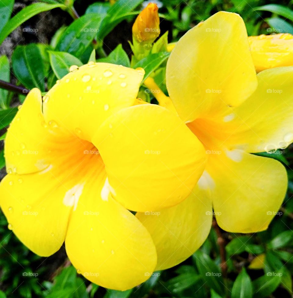 Vibrant blooming golden trumpet-yellow bells a wiry stems flower also known as tecoma sans.