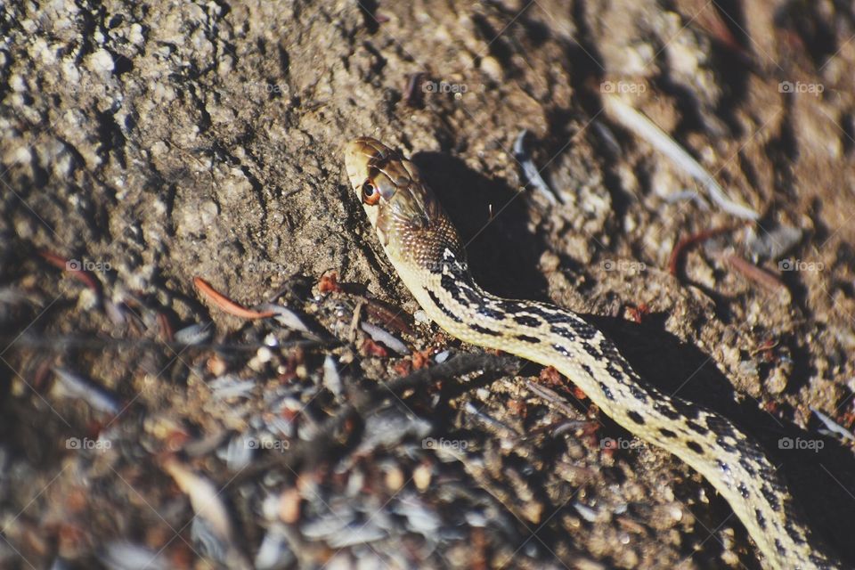 Baby Gopher Snake