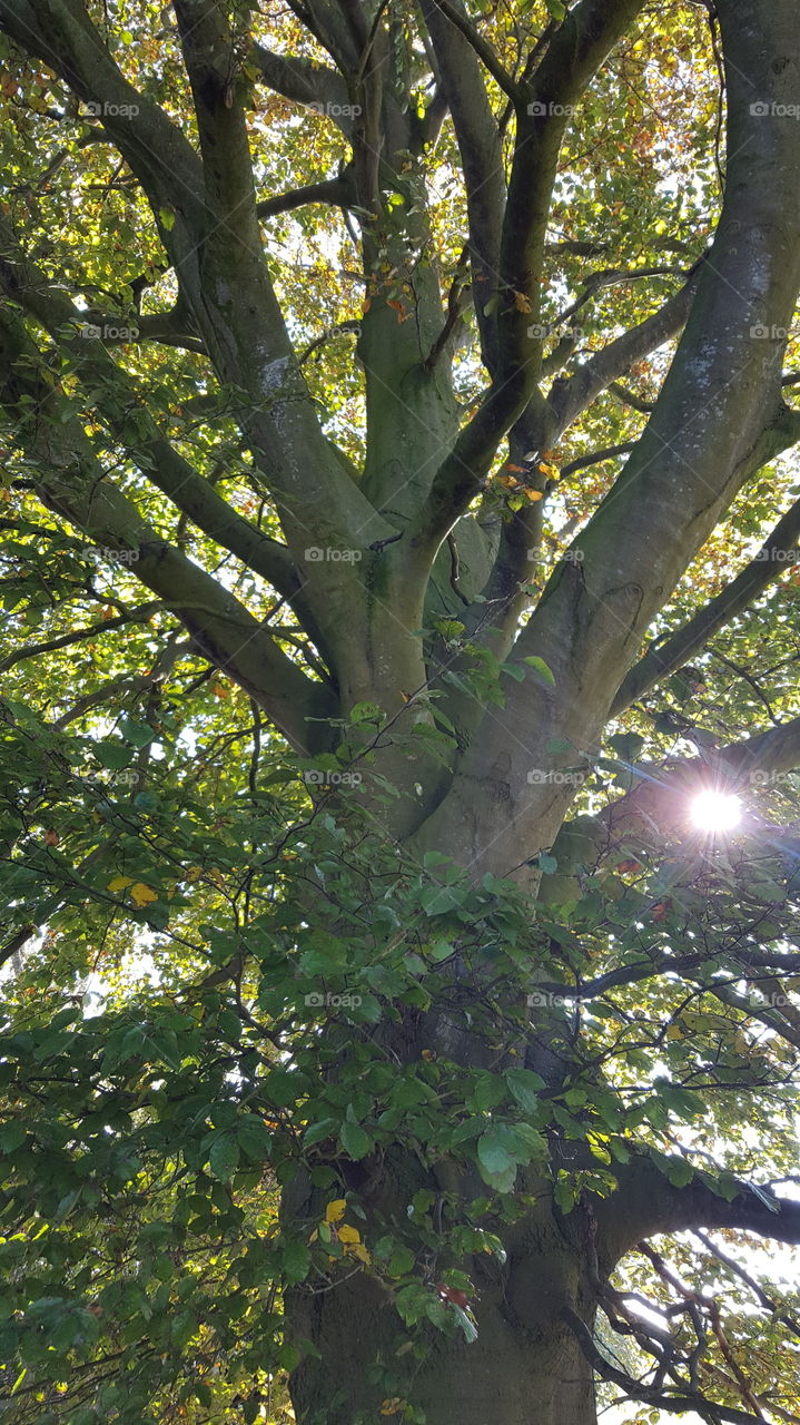 the sun through the leaves of the tree