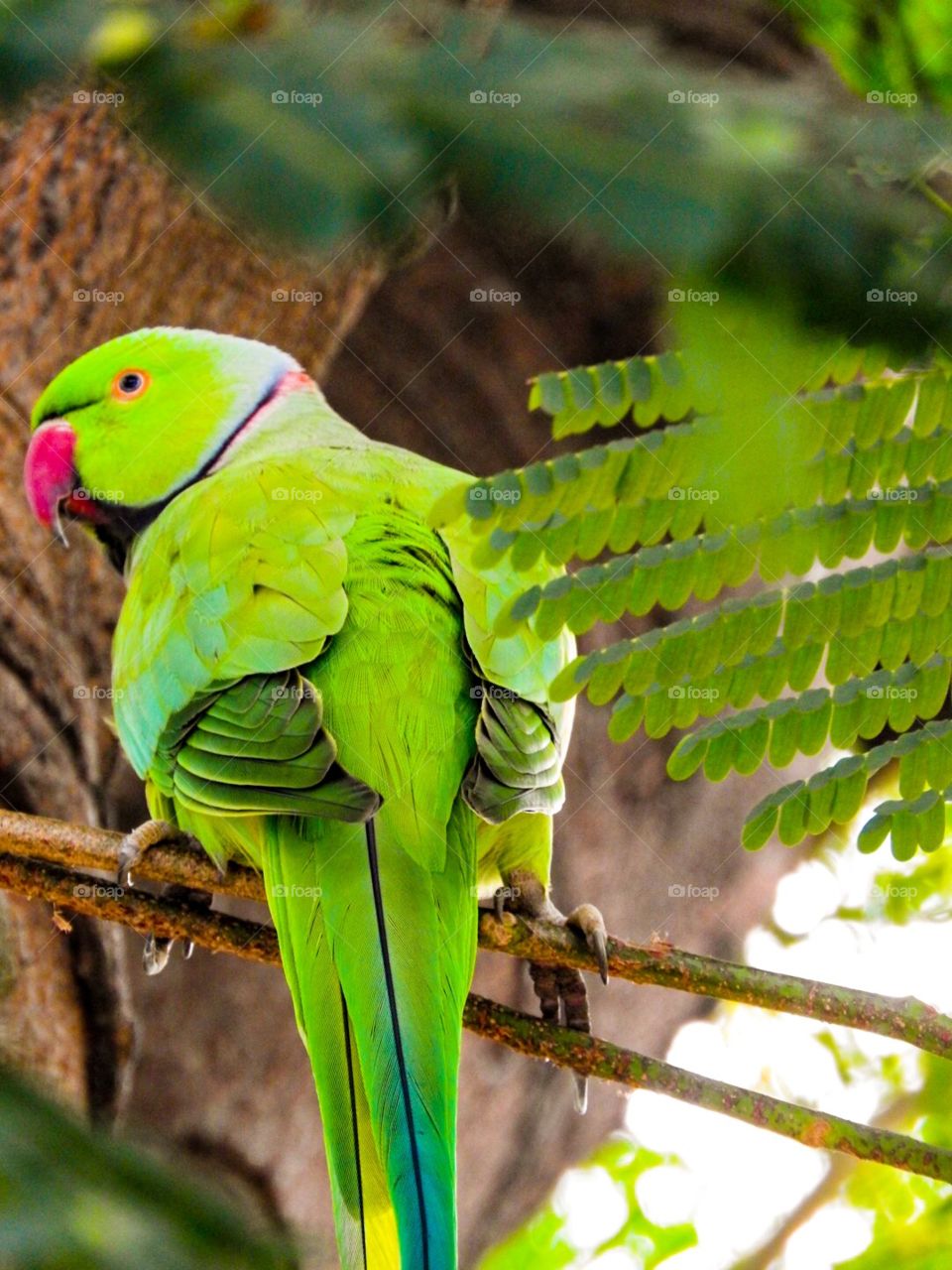 Parrot, Bird, Nature, Tropical, Wildlife