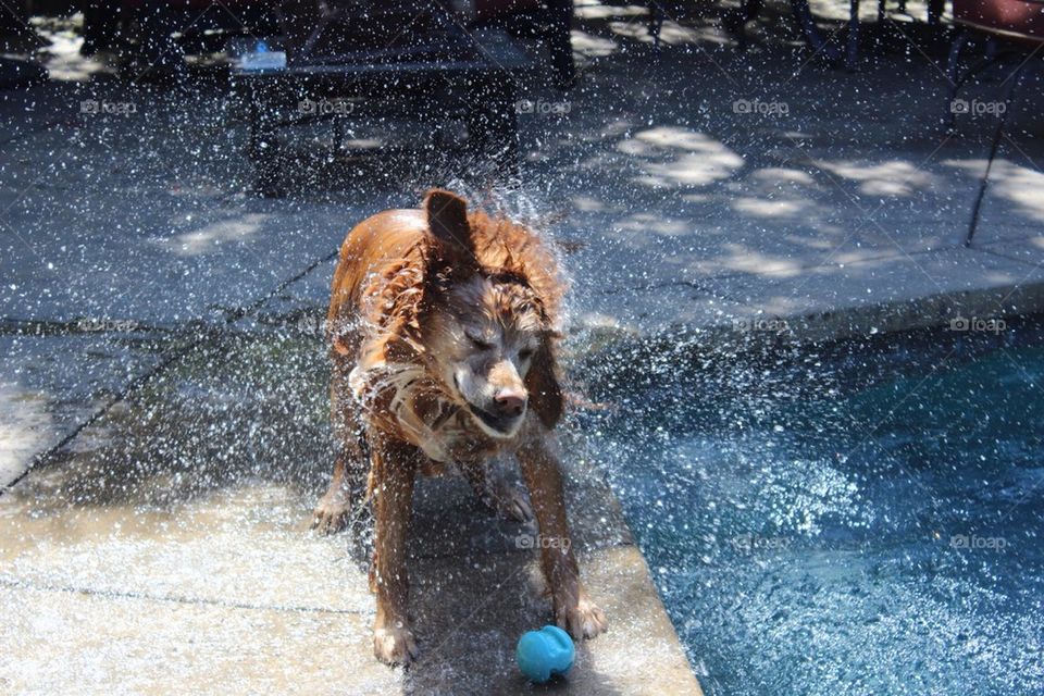 Wet Dog