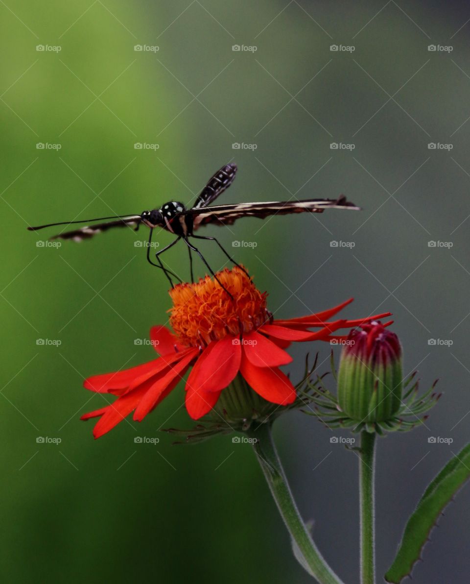 Open wings detail the aerodynamic marvels of the butterfly, macro image atop flower