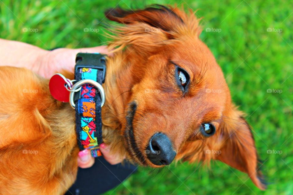 Bella the dachshund sunbathing in her mama's arms