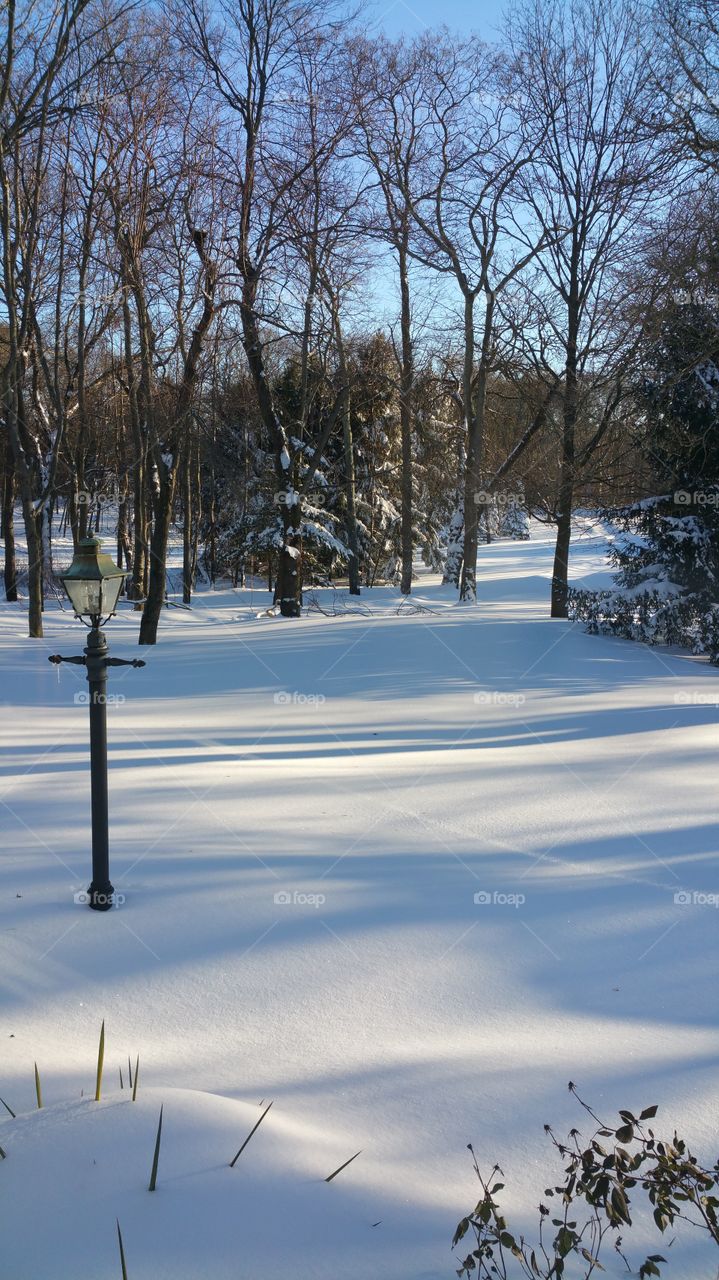 Snow, Winter, Tree, Landscape, Cold