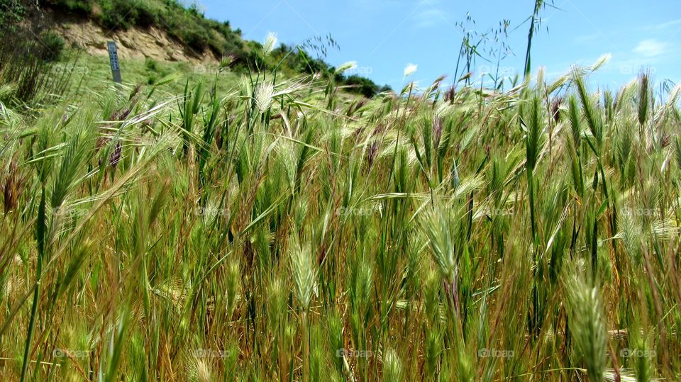 Grass fields