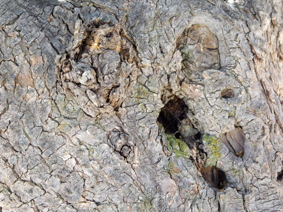 tree trunk texture