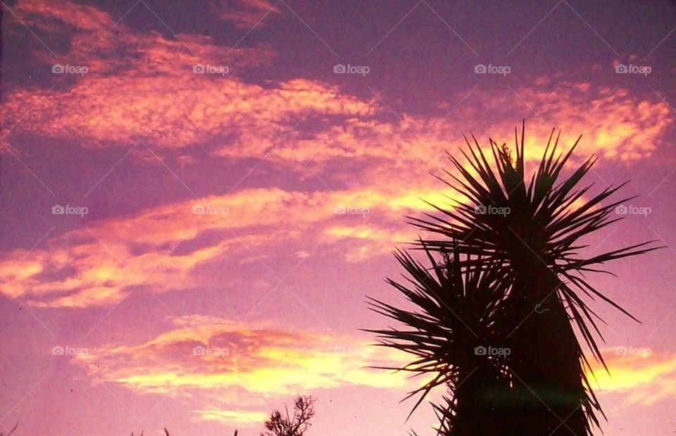 Sunrise Yucca New Mexico Silver City