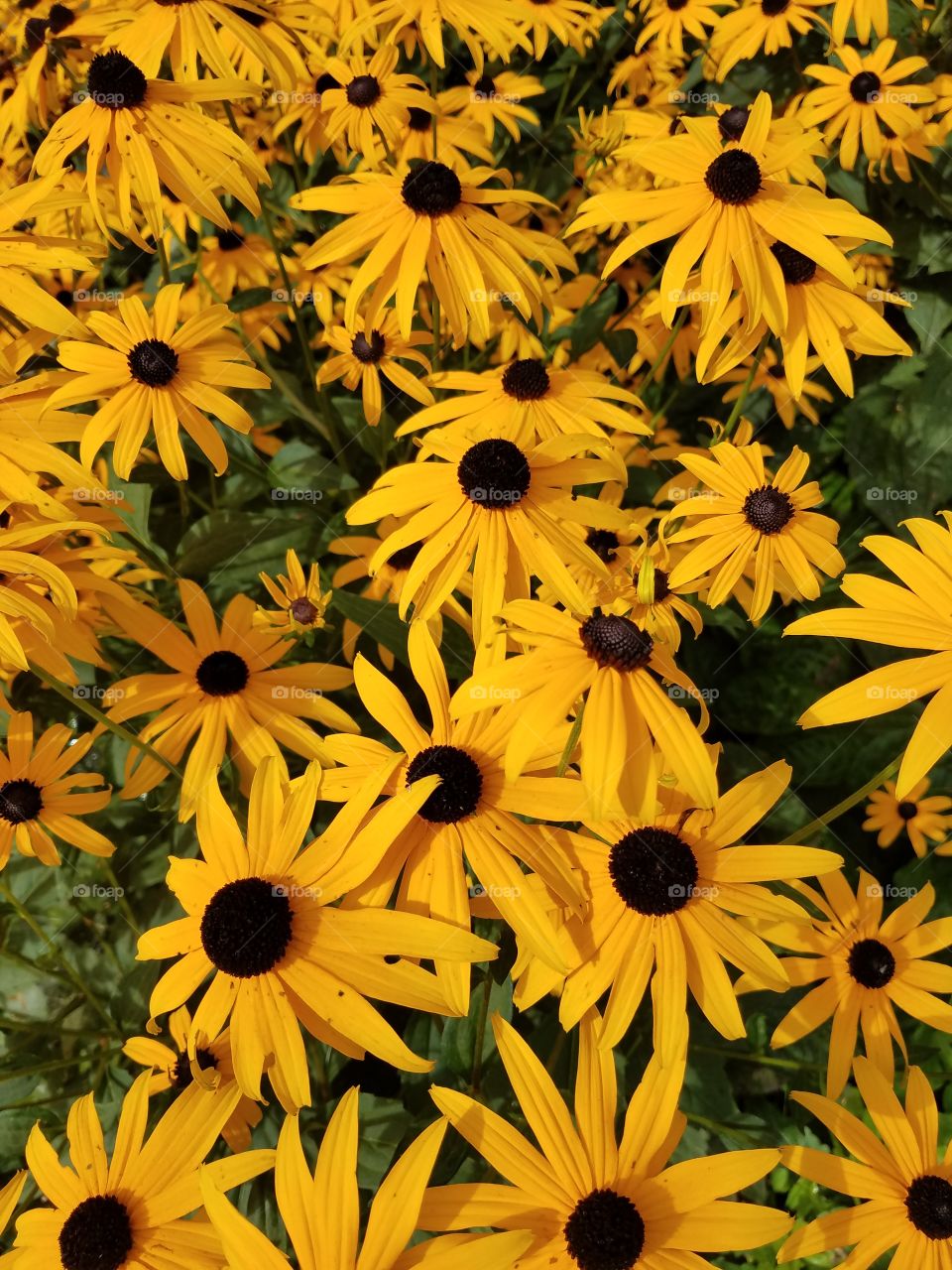 black-eyed susans