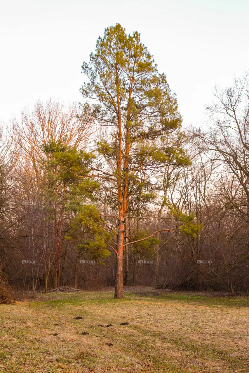 Nature