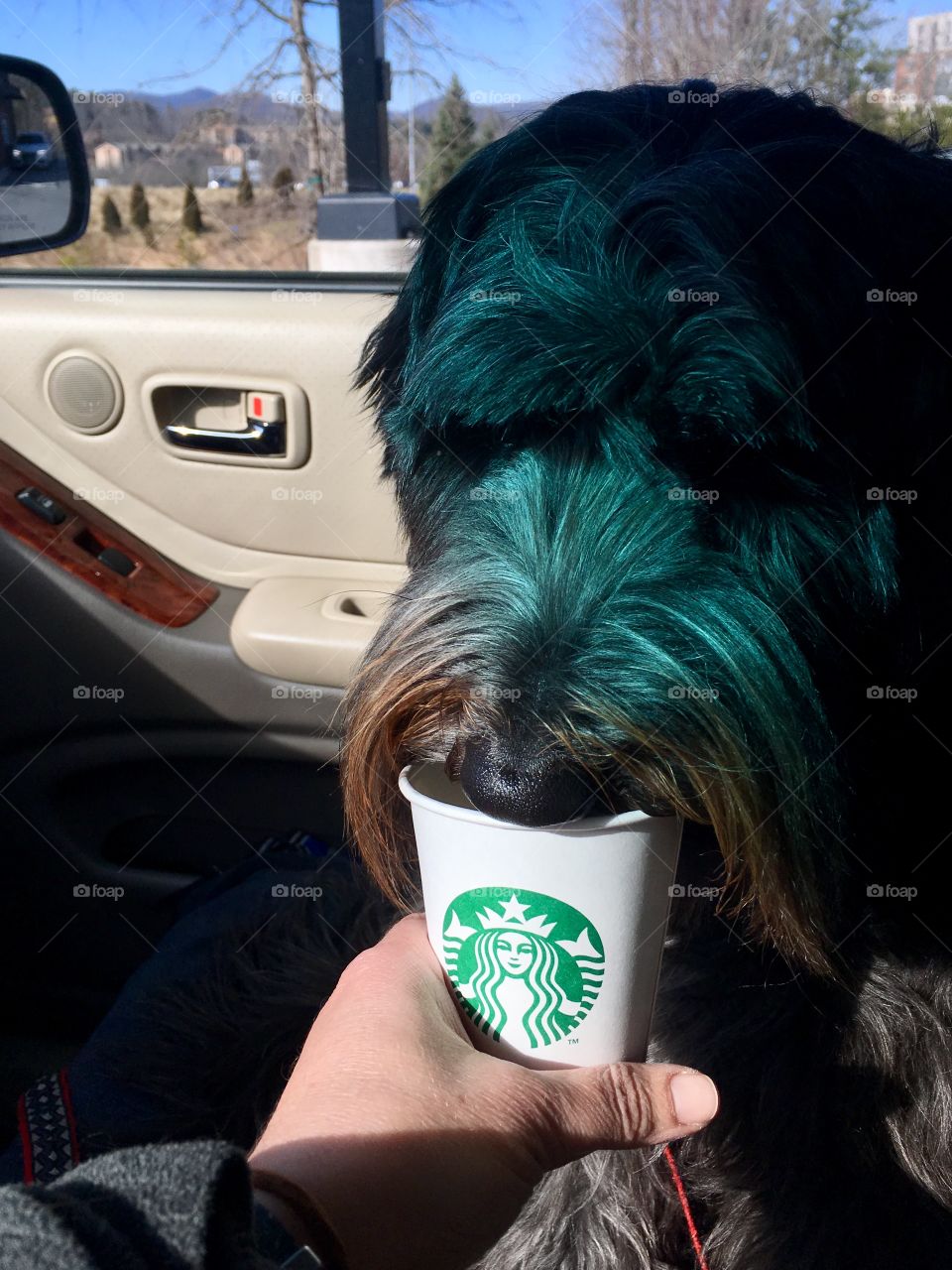 Loves his puppuccino!