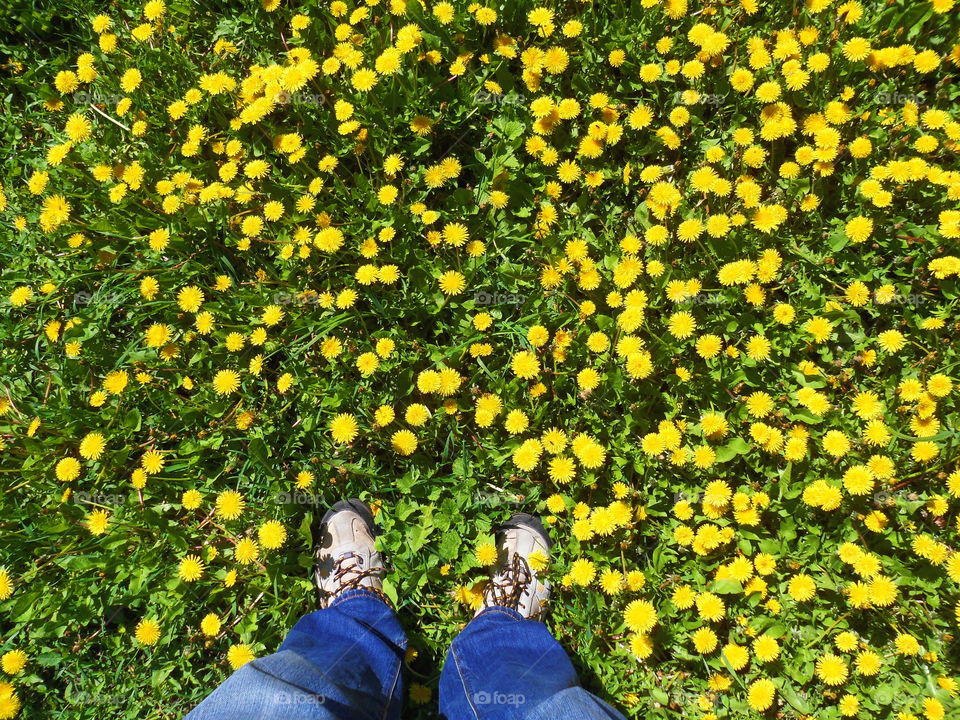 yellow dandelions