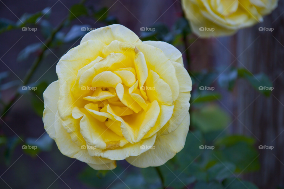 anaheim california flowers yellow botanical by cmosphotos