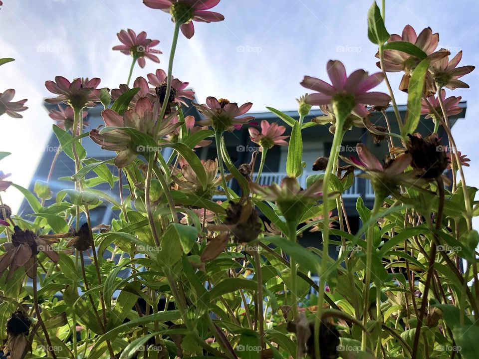 Summertime is also watching the pink gerber daisies grow from below at sunrise ☀️