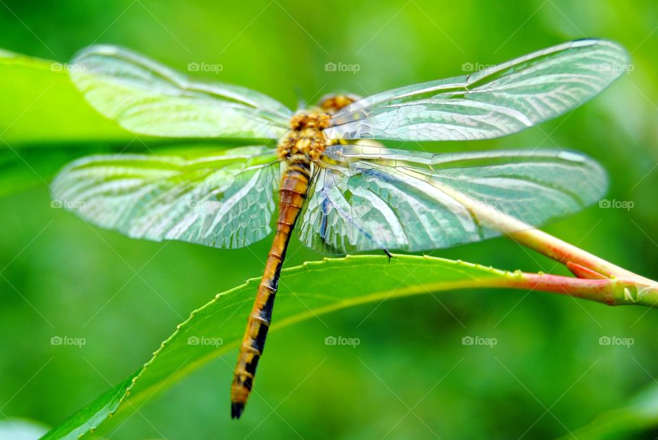 Dragonfly